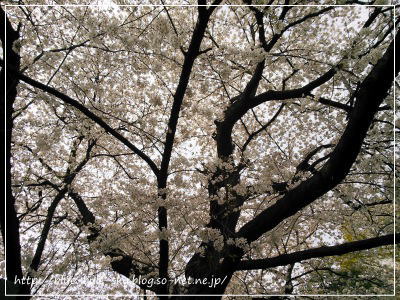 sakura_tree.jpg